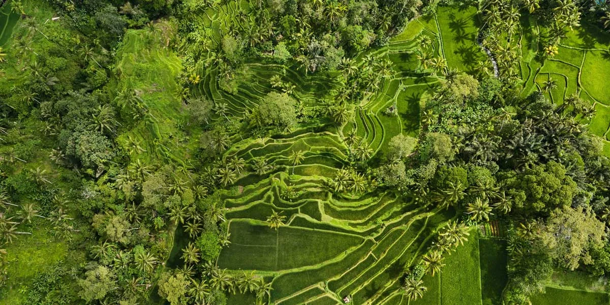 Bali Rice Fields